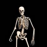 Skeleton Pick up Liner