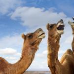 Laughing camels