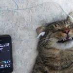 music cat meme