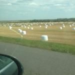 Field of marshmellows