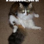 Kitty Raccoon Tail | I THINK I JUST ATE A RACCOON...OOPS! | image tagged in kitty raccoon tail | made w/ Imgflip meme maker