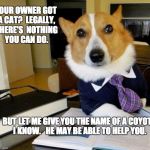 Apologies to cat owners | YOUR OWNER GOT A CAT?  LEGALLY, THERE'S  NOTHING YOU CAN DO. BUT LET ME GIVE YOU THE NAME OF A COYOTE I KNOW.   HE MAY BE ABLE TO HELP YOU. | image tagged in lawyer dog | made w/ Imgflip meme maker