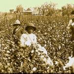 cotton slaves