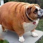 FatDog