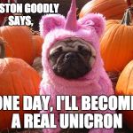 Winston Goodly AKA Unicron Boy | WINSTON GOODLY SAYS, ONE DAY, I'LL BECOME A REAL UNICRON | image tagged in dogs,wish,funny dog,pugs,pumpkin | made w/ Imgflip meme maker