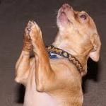 Chihuahua praying 