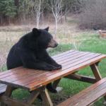 Waiting bear 