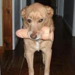 dildog