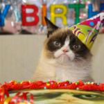 Grumpy cat party