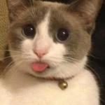 cat sticking tongue out meme