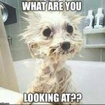 puppy's bath | WHAT ARE YOU; LOOKING AT?? | image tagged in puppy's bath | made w/ Imgflip meme maker