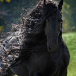 The Fabio of Horses