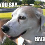 Interested Dog | DID YOU SAY... BACON?? | image tagged in interested dog | made w/ Imgflip meme maker
