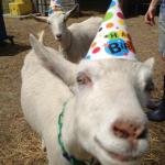 birthday goat 