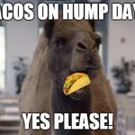 Hump Day Camel | TACOS ON HUMP DAY? YES PLEASE! | image tagged in hump day camel | made w/ Imgflip meme maker