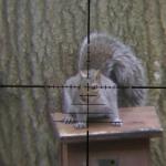 Squirrel Sniper