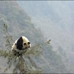 Panda on top