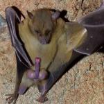 Bat cock