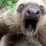 sloth on crack 
