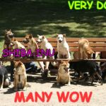 DOGES! | VERY DOGES; SUCH SHIBA-INU; MANY WOW | image tagged in doges | made w/ Imgflip meme maker