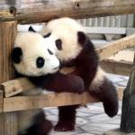 Kissing pandas