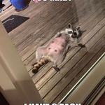 sexy_racoon | YOU MAD? I HAVE 6 PACK | image tagged in sexy_racoon | made w/ Imgflip meme maker