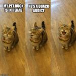 Bad Pun Cat | HE'S A QUACK ADDICT; MY PET DUCK IS IN REHAB | image tagged in bad pun cat | made w/ Imgflip meme maker