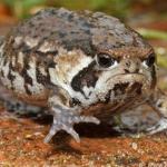 Grumpy Toad meme