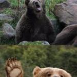Bad Pun Bear meme