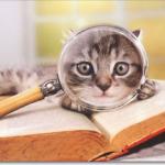 cat magnifying glass meme