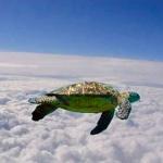turtle flying