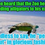Returning To Some Of My "Storyteller Memes"...Come Along With Me:  | Sheldon heard that the Zoo he was in was adding alligators to his exhibit.... Needless to say, he "peaced out" in glorious fashion. | image tagged in turtle flying,memes,wtf,photoshop | made w/ Imgflip meme maker