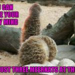 Yeah, I know what you thought you saw... | YOU CAN BLAME YOUR DIRTY MIND; IT'S JUST THREE MEERKATS AT THE ZOO | image tagged in meerkats,funny animals,memes,animals,funny | made w/ Imgflip meme maker