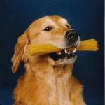 PastaDog