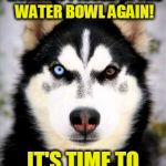 Equality Dog 2 | HONEY, THE DAMN HUMANS PISSED IN THE WATER BOWL AGAIN! IT'S TIME TO GET THEM FIXED. | image tagged in rage dog,fixed,husky,evil eye,dog,neuter | made w/ Imgflip meme maker