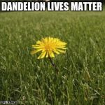 dandelion | DANDELION LIVES MATTER | image tagged in dandelion | made w/ Imgflip meme maker