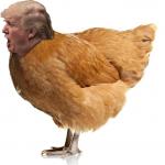 chicken trump