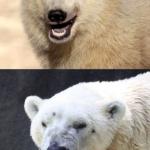 Bipolar Bear meme