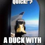 duck | WHAT SAYS "QUICK, QUICK!"? A DUCK WITH THE HICCUPS... | image tagged in duck | made w/ Imgflip meme maker