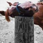 Horse loves post
