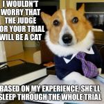 Lawyer dog | I WOULDN'T WORRY THAT THE JUDGE FOR YOUR TRIAL WILL BE A CAT; BASED ON MY EXPERIENCE, SHE'LL SLEEP THROUGH THE WHOLE TRIAL | image tagged in lawyer dog | made w/ Imgflip meme maker
