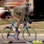 Monkey birthday bike  meme