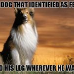 One of the biggest movie stars of his/her time! | MALE DOG THAT IDENTIFIED AS FEMALE; LIFTED HIS LEG WHEREVER HE WANTED | image tagged in lassie | made w/ Imgflip meme maker