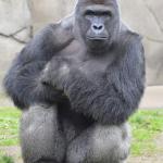 Harambe