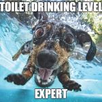 Dog | TOILET DRINKING LEVEL; EXPERT | image tagged in dog | made w/ Imgflip meme maker