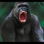 silverback gorilla meme