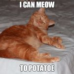 10 cat | I CAN MEOW; TO POTATOE | image tagged in 10 cat | made w/ Imgflip meme maker