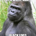 Hot Gorilla  | GORILLA SHOT BY A WHITE MAN... BLACK LIVES MATTER!!!! | image tagged in hot gorilla | made w/ Imgflip meme maker