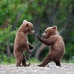 self defence bear