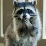 RacOOPs | YOU MEAN, THAT WAS THE LAST COOKIE? | image tagged in racoon | made w/ Imgflip meme maker